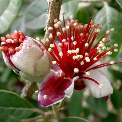 Goyavier du Brésil - Feijoa / Grenadier de Montevideo - Leaderplant