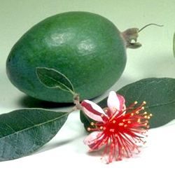 Goyavier du Brésil - Feijoa / Grenadier de Montevideo - Leaderplant