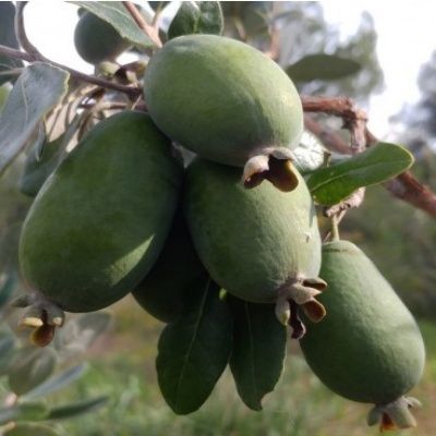 Goyavier du Brésil Mammoth- Feijoa - Leaderplant