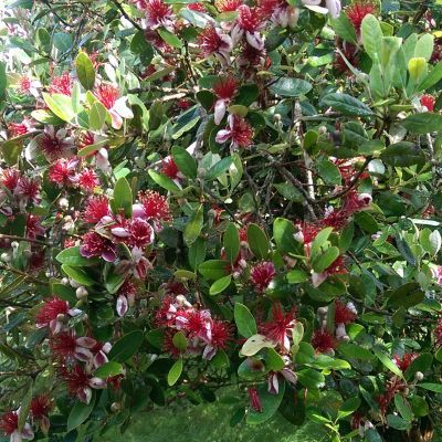 Goyavier du Brésil Mammoth- Feijoa - Leaderplant