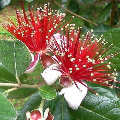 Goyavier du Brésil Mammoth- Feijoa - Leaderplant