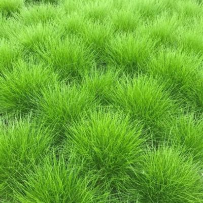 Graminée Fétuque Écailleuse - Leaderplant