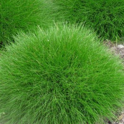 Graminée Fétuque Écailleuse - Leaderplant