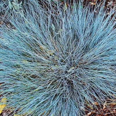 Graminée Fétuque bleue - Leaderplant