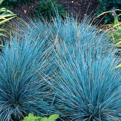 Graminée Fétuque Intense Blue ® - Leaderplant
