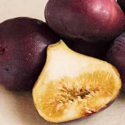 Figuier Brown Turkey - Leaderplant