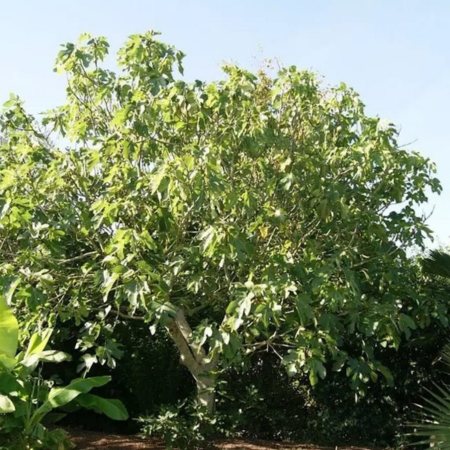 Figuier Bourjassotte Noire - Leaderplant