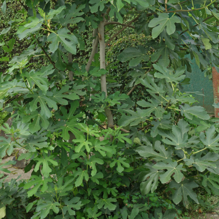 Figuier Morena - Leaderplant