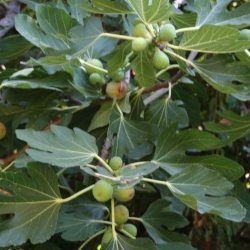 Figuier Goutte d'Or (Goldfeige) - Leaderplant