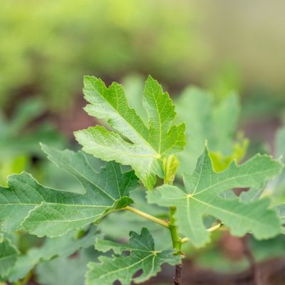 Figuier Perretta ® - Leaderplant