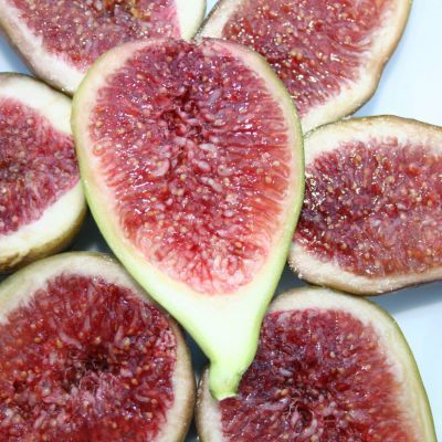 Figuier Perretta ® - Leaderplant