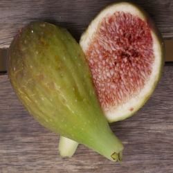 Figuier Longue d'Août - Leaderplant