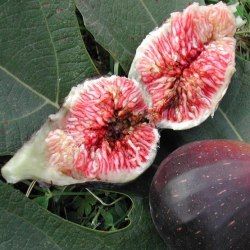 Figuier Noire de Caromb - Leaderplant