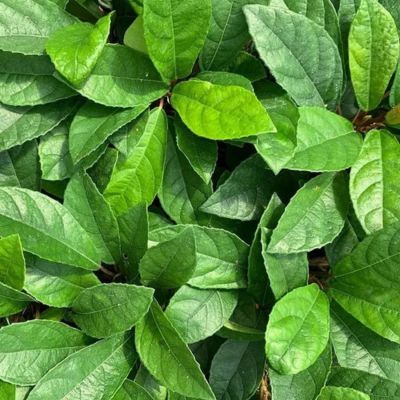 Figuier rampant Tikoua  - Leaderplant