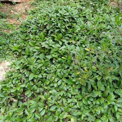 Figuier rampant Tikoua  - Leaderplant