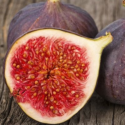 Figuier Black Ishia - Leaderplant