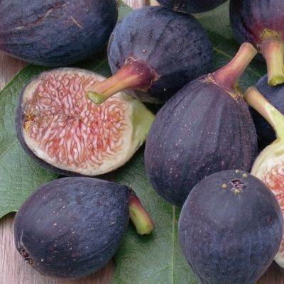 Figuier Ronde de Bordeaux - Leaderplant