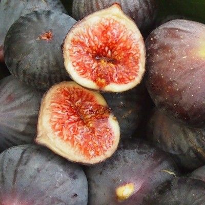 Figuier Violette de Soliès - Leaderplant