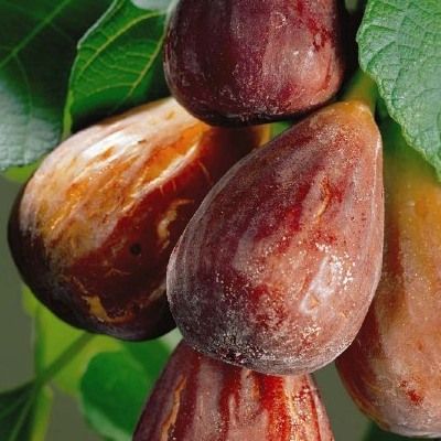 Figuier Brown Turkey - Leaderplant