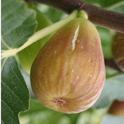 Figuier Goutte d'Or (Goldfeige) - Leaderplant