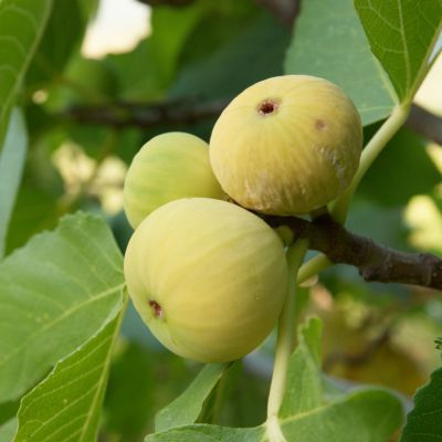 Figuier Nain Ficcolino - Leaderplant