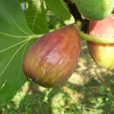 Figuier Longue d'Août - Leaderplant