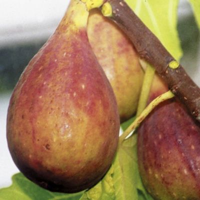 Figuier autofertile Nordland - Leaderplant