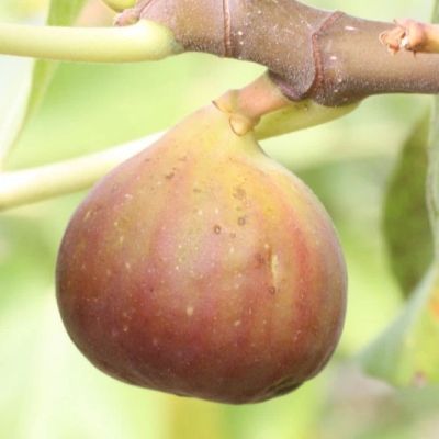 Figuier Osborn Prolific - Leaderplant