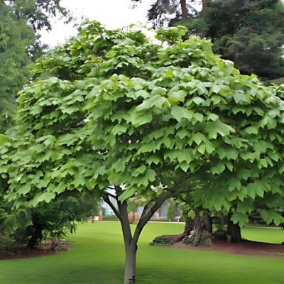 Arbre Parasol de Chine  - Leaderplant