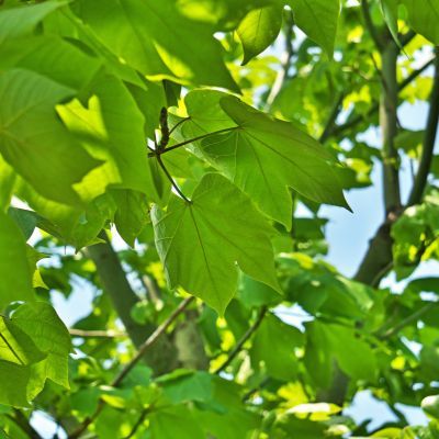 Arbre Parasol de Chine  - Leaderplant