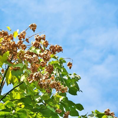 Arbre Parasol de Chine  - Leaderplant