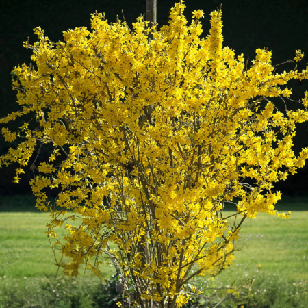Forsythia Flojor  - Leaderplant