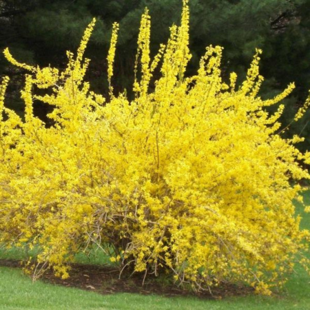 Forsythia Spring Glory - Leaderplant