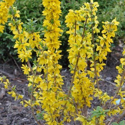 Forsythia - Mimosa de Paris Lynwood - Leaderplant
