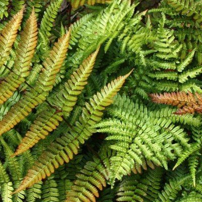 Fougère persistante hâtive - Leaderplant