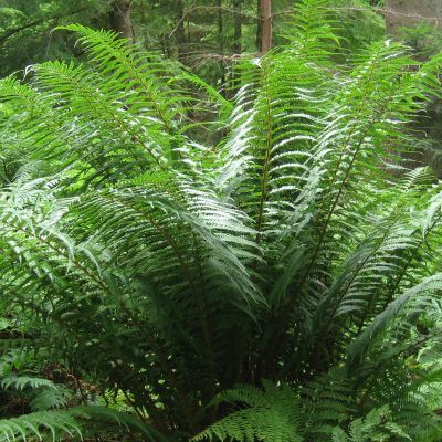 Fausse fougère mâle - Leaderplant