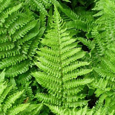 Fausse fougère mâle - Leaderplant