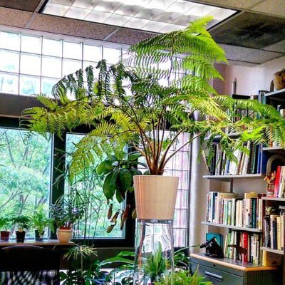 Fougère arborescente / Cyathea cooperi - Leaderplant