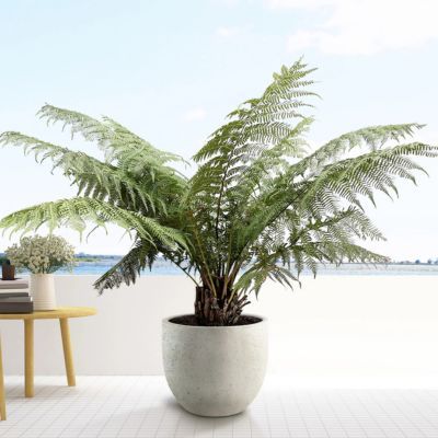 Fougère arborescente - Dicksonia - Leaderplant