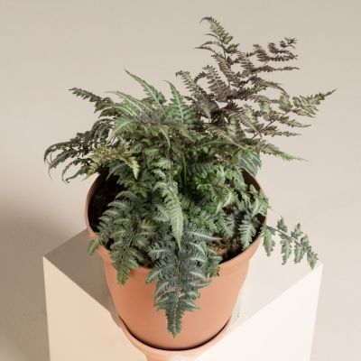 Fougère arc-en-ciel  - Leaderplant