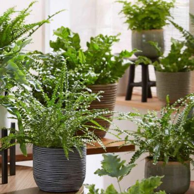 Fougère Asplenium - Fausse capillaire - Leaderplant