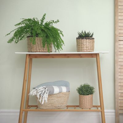 Fougère femelle Lady in Red - Leaderplant