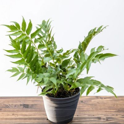 Fougère Fortune - Fougère Houx - Aspidie Fortune - Leaderplant