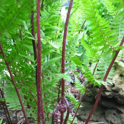 Fougère femelle Lady in Red - Leaderplant