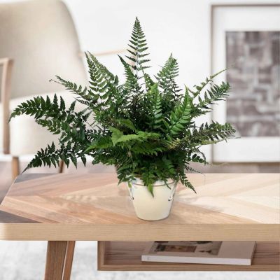 Fougère Okanum - Leaderplant