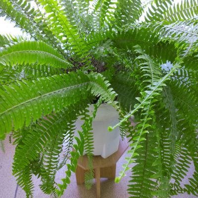 Fougère Polystic - Leaderplant