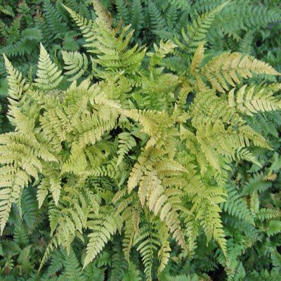 Fougère persistante hâtive - Leaderplant