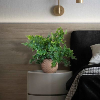 Fougère scolopendre Cristata - Leaderplant