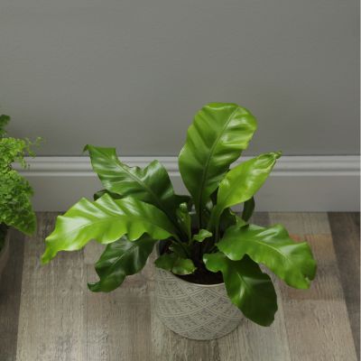 Fougère scolopendre - langue de cerf - Leaderplant