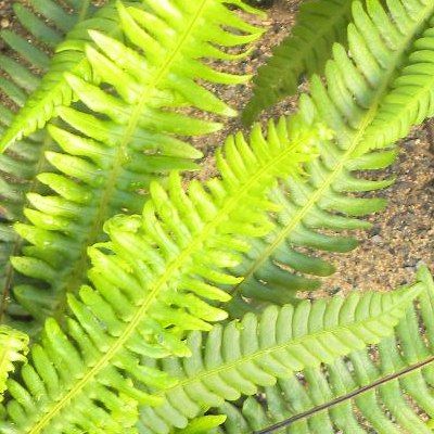 Blechnum - Fougère persistante en épi - Leaderplant